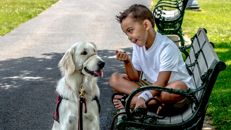 All About Service Dogs