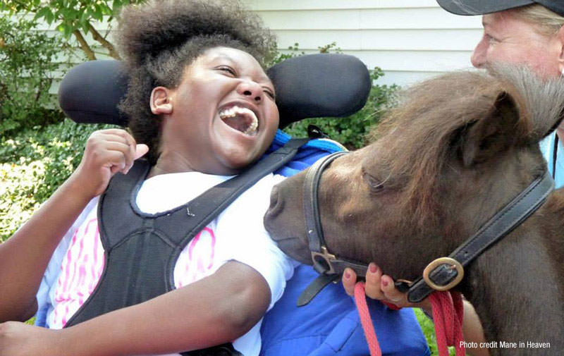 Mini Horses for Therapy