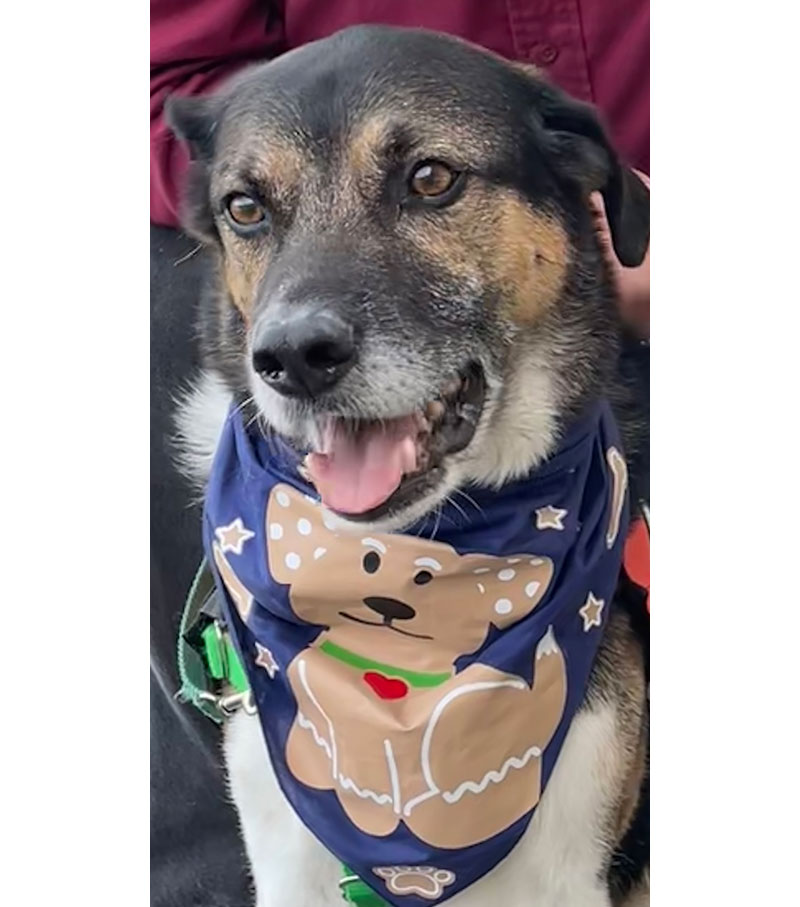 Service dog Neo is wearing a gingerbread dog bandana.