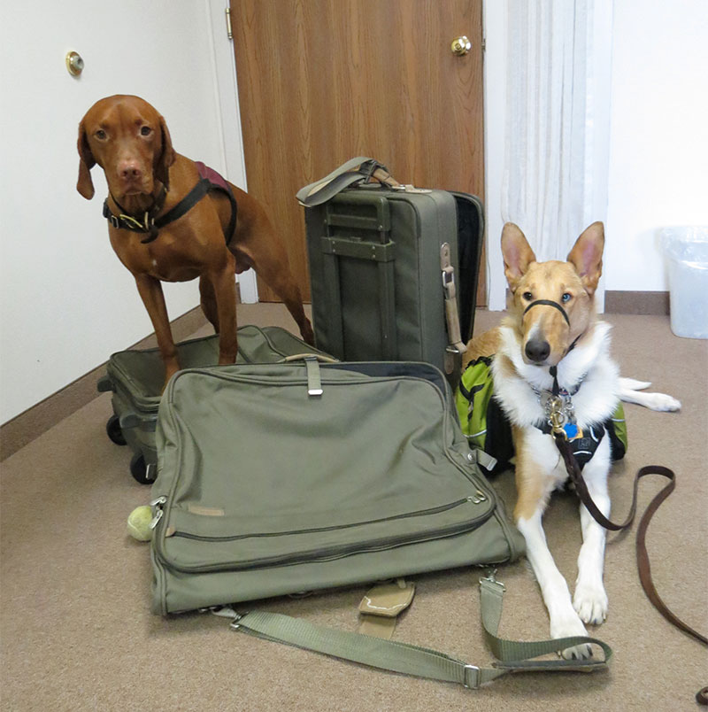 Two services dogs wait next to three pieces of luggage by the door in a hotel room.