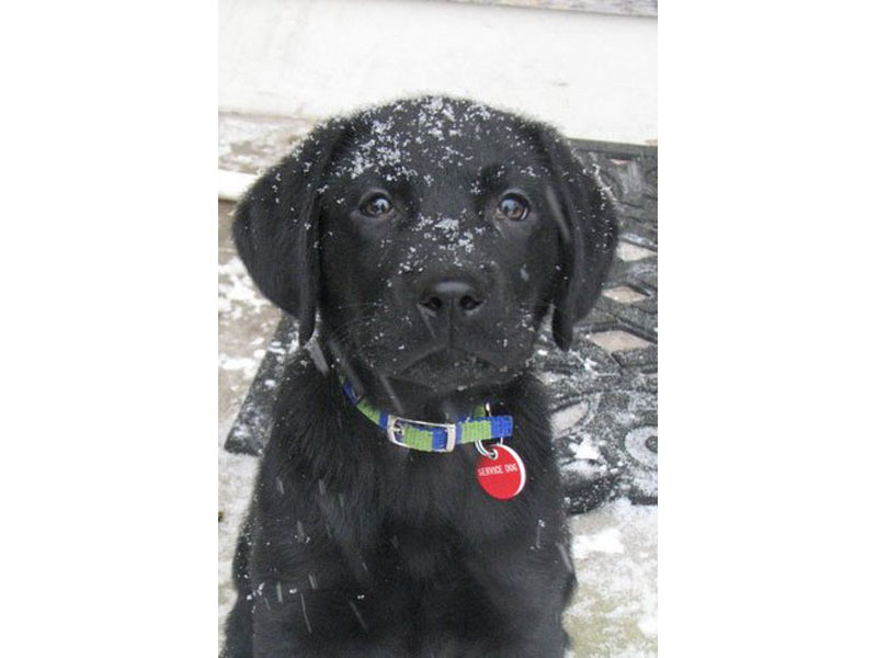 An adorable black pup is covered in snowflakes.