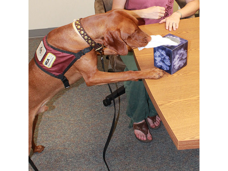 A service dog fetches a tissue out of a tissue box on top of a table.