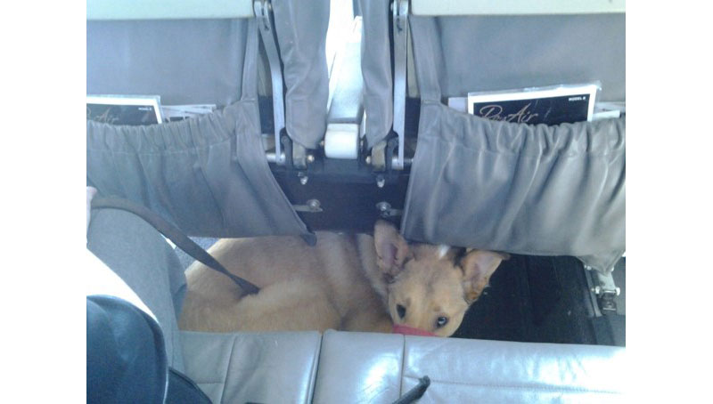 A service dog is tucked under the seat of a small airplane.